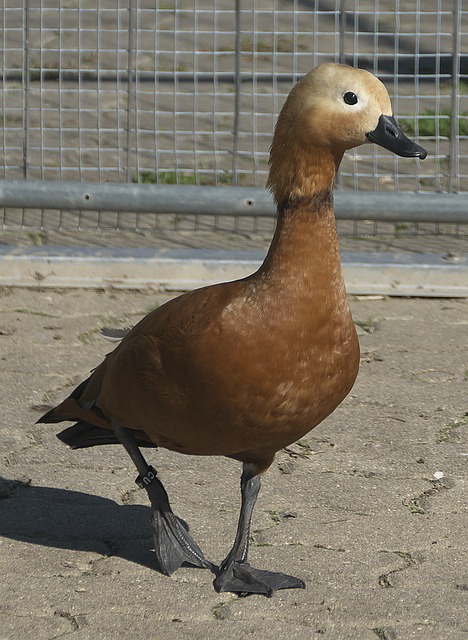 兰德尔同样